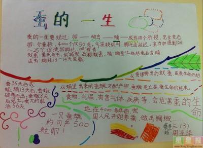 小学科学养蚕手抄报 小学科技手抄报