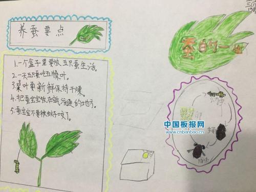 小学科学养蚕手抄报 小学科技手抄报