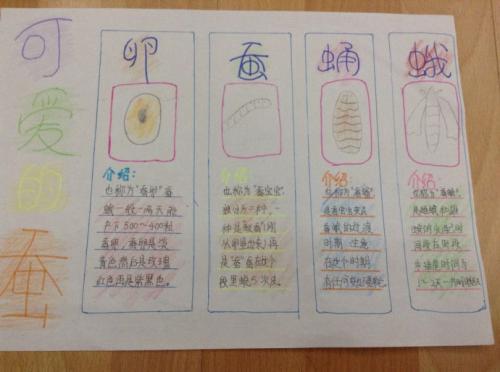 小学科学养蚕手抄报 小学科技手抄报
