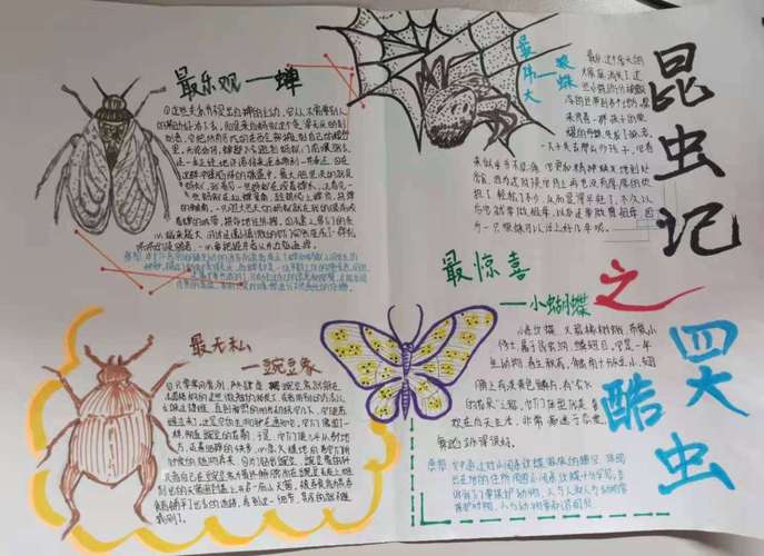 昆虫记的读书手抄报 昆虫记手抄报