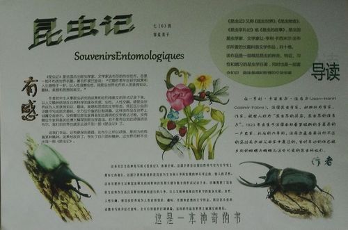 昆虫记的读书手抄报 昆虫记手抄报