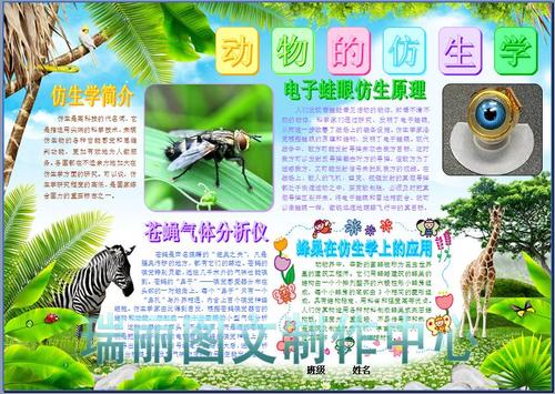 关于仿生知识的手抄报 卫生知识手抄报