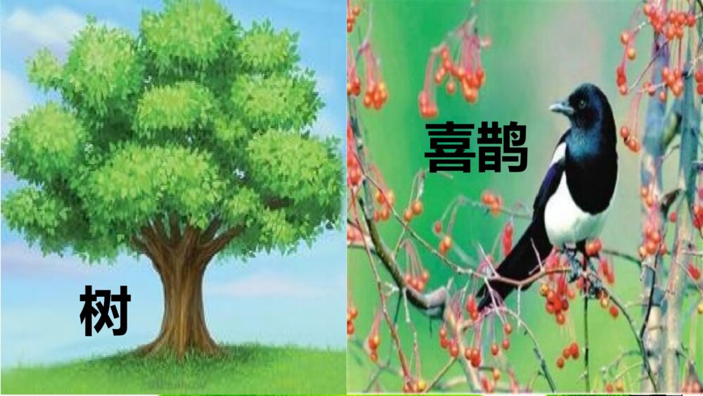 部编人教版·一年级语文下册树和喜鹊PPT课件2