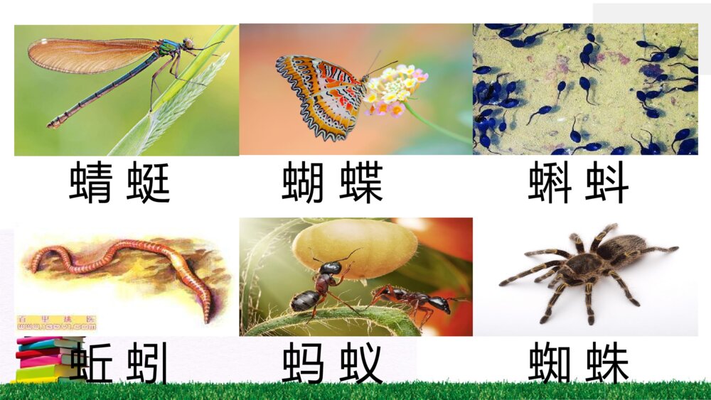一年级语文下册动物儿歌（识字）课件PPT3