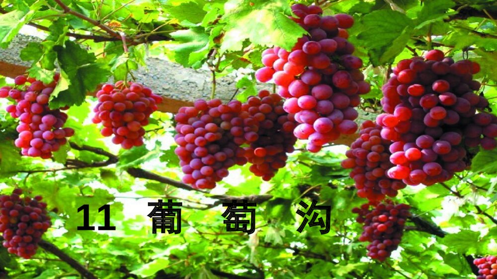 二年级语文下册葡萄沟课件PPT
