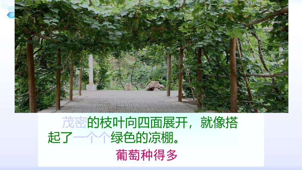 二年级语文下册葡萄沟课件PPT10