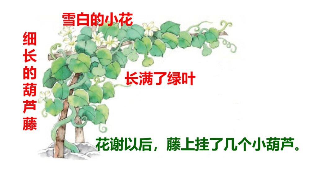 小学二年级语文上册 我要的是葫芦 课件PPT4