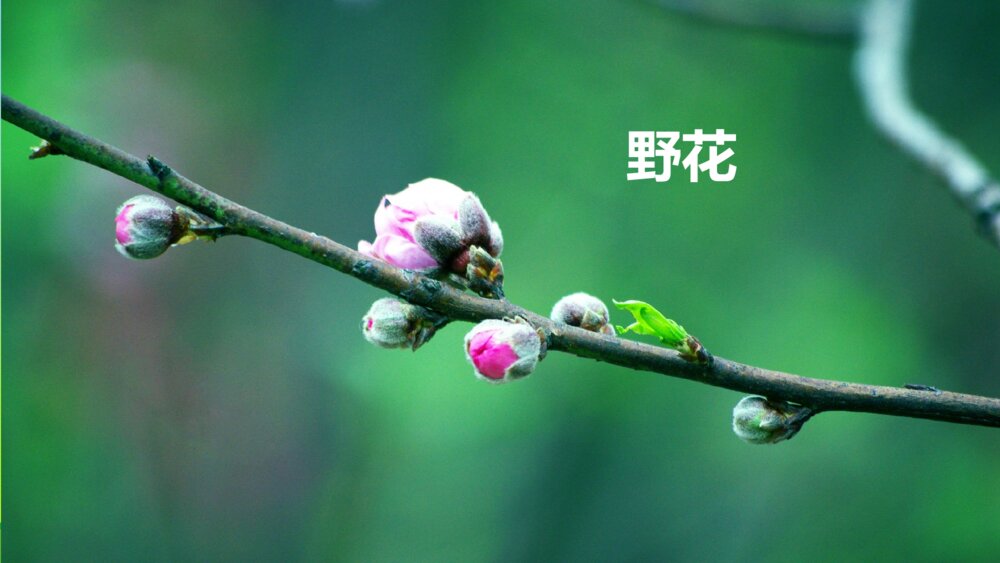 人教版二年级语文下册 找春天 PPT课件2