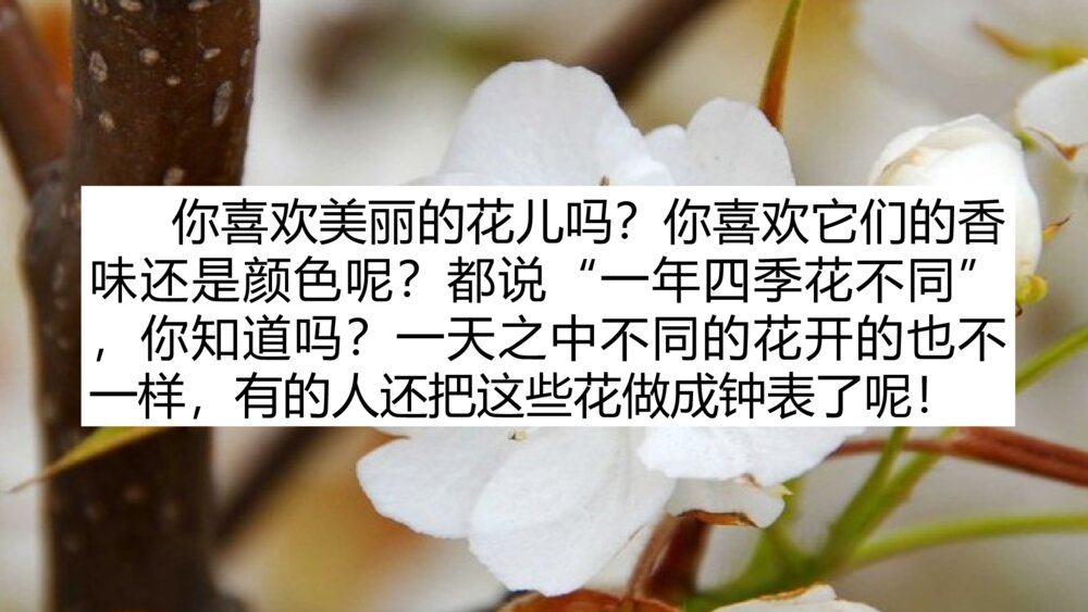 三年级语文下册 第四单元 花钟 PPT课件2