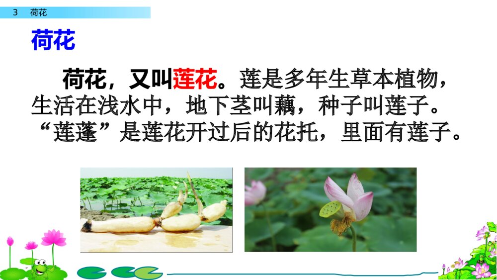 人教版语文三年级下册 荷花 PPT课件3