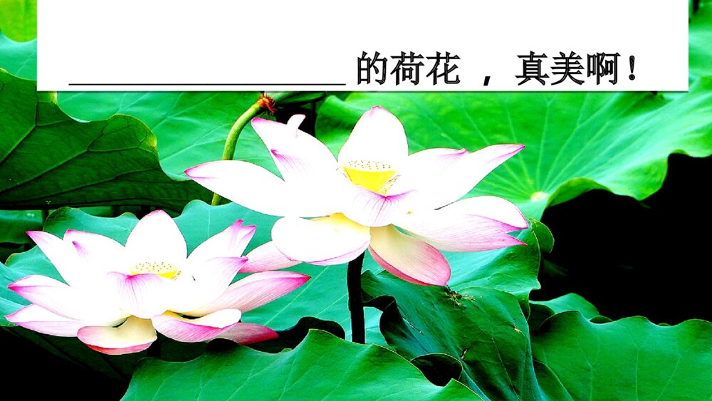 人教版语文三年级下册 荷花 PPT课件4