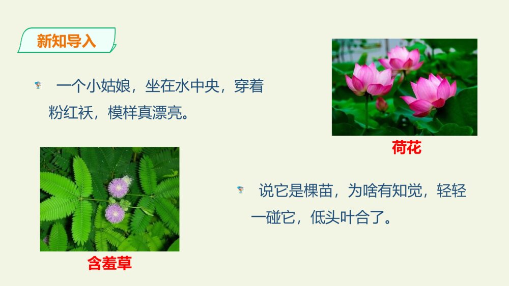 三年级语文下册 习作 我的植物朋友 PPT课件 4