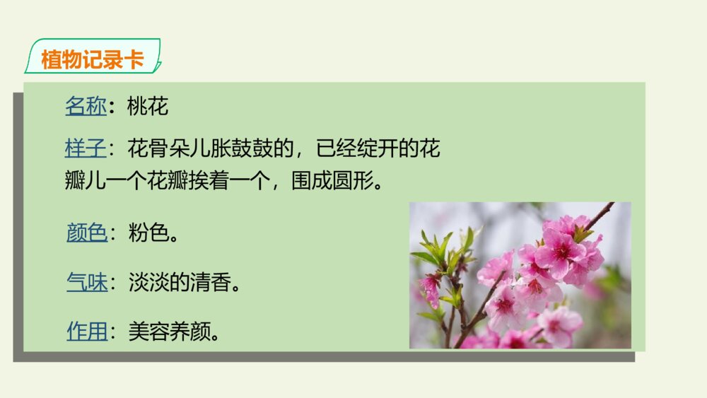 三年级语文下册 习作 我的植物朋友 PPT课件 6