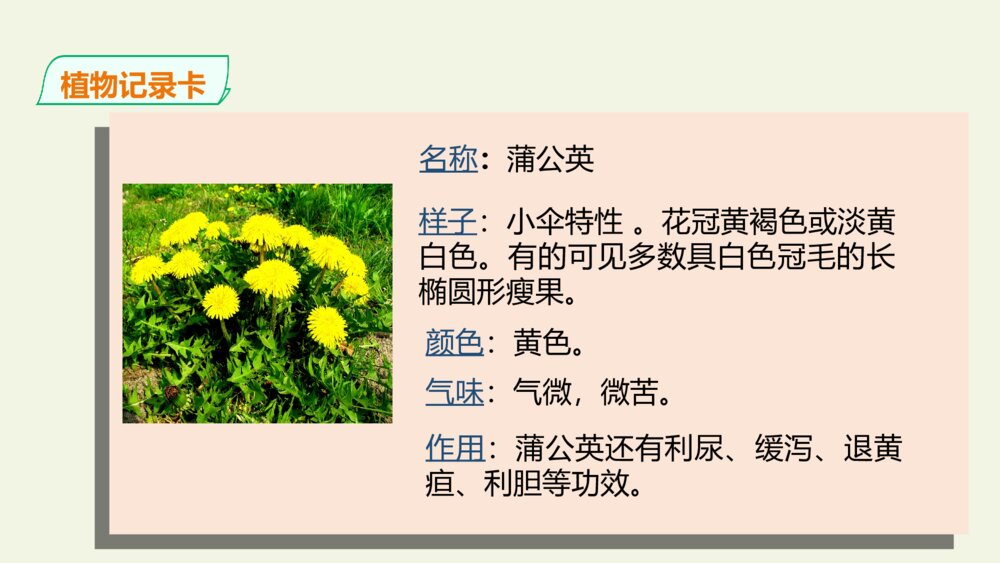 三年级语文下册 习作 我的植物朋友 PPT课件 7