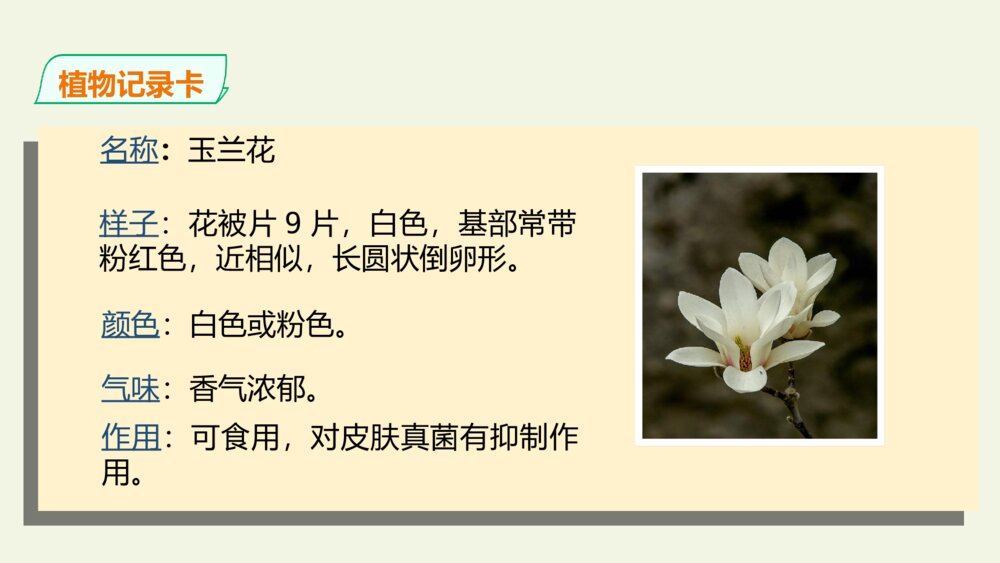 三年级语文下册 习作 我的植物朋友 PPT课件 8