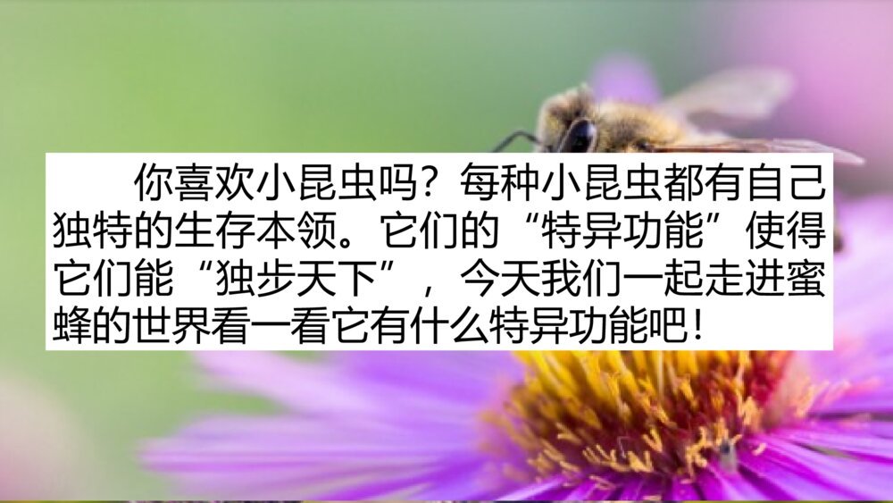 三年级语文下册 第四单元 蜜蜂 PPT课件2