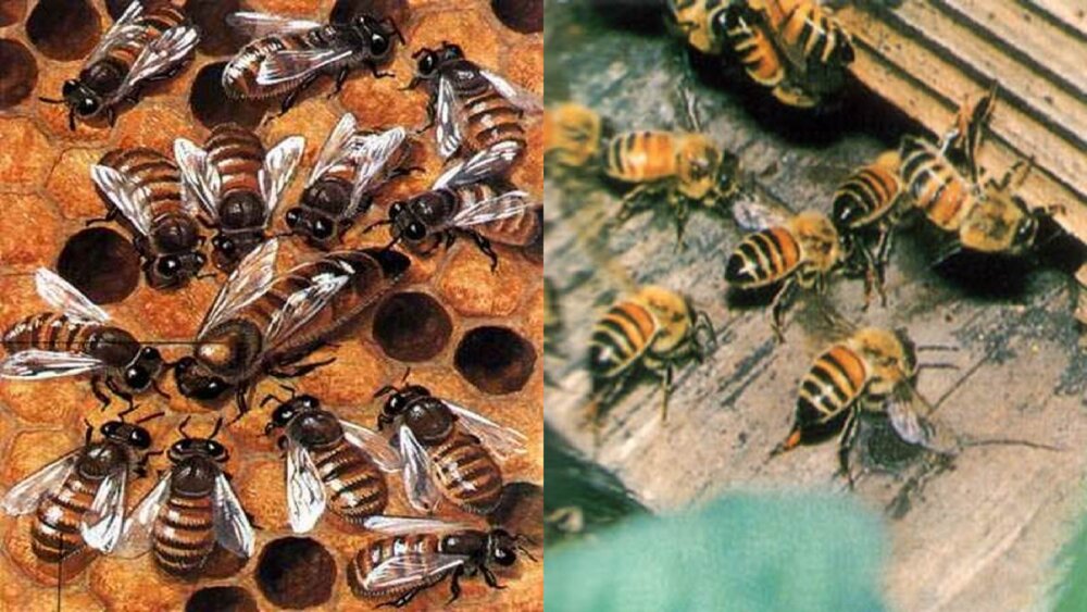 三年级语文下册 第四单元 蜜蜂 PPT课件5