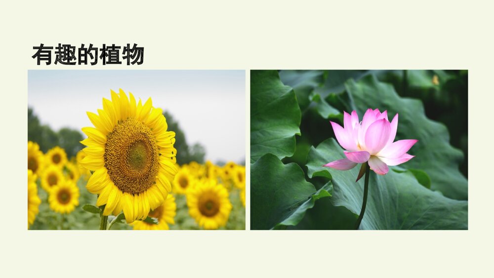 四年级语文上册 第三单元习作:写观察日记 PPT课件9