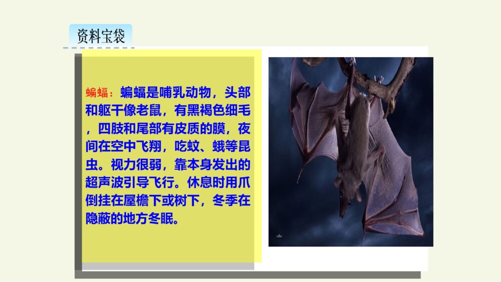 四年级语文上册 第二单元 6 蝙蝠和雷达 PPT课件3
