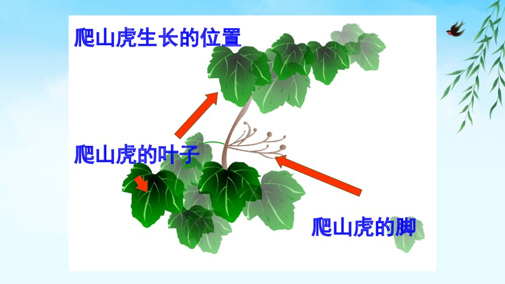 部编版四年级语文上册 第三单元 10 爬山虎的脚 PPT课件3