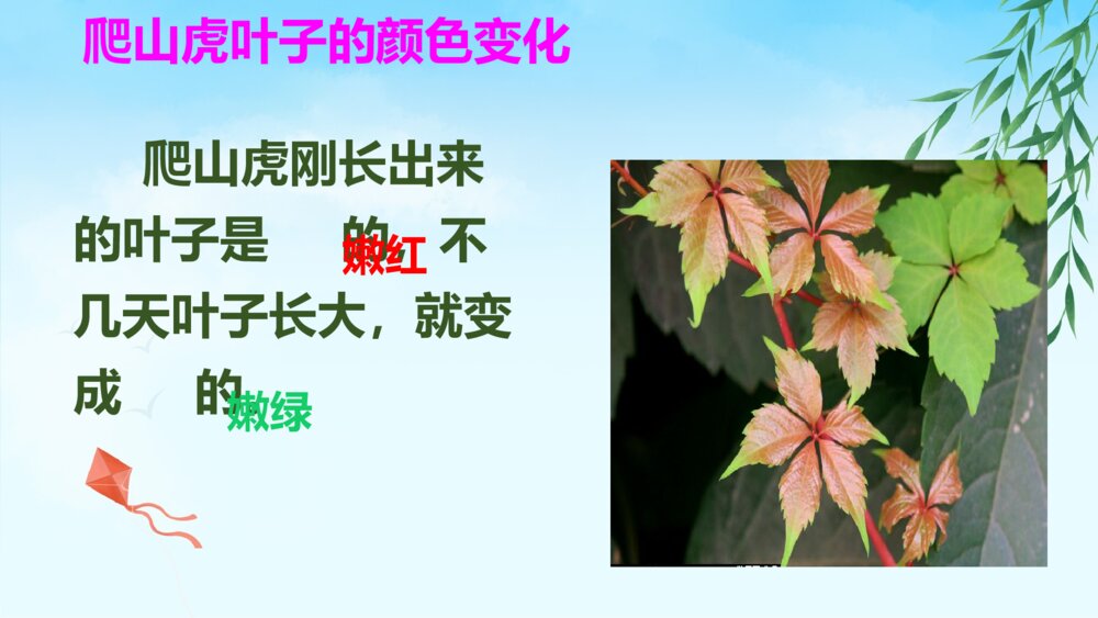 部编版四年级语文上册 第三单元 10 爬山虎的脚 PPT课件7