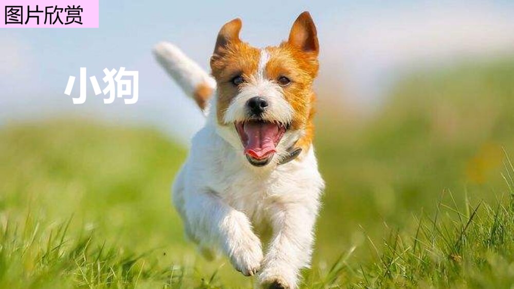 四年级语文下册部编版 习作:我的动物朋友PPT课件5