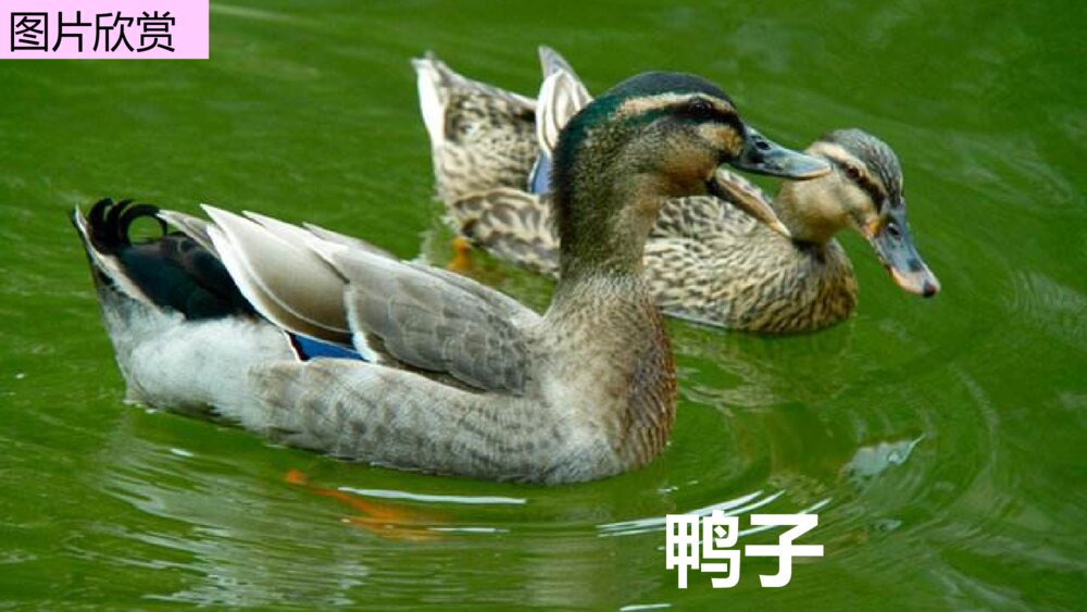 四年级语文下册部编版 习作:我的动物朋友PPT课件7