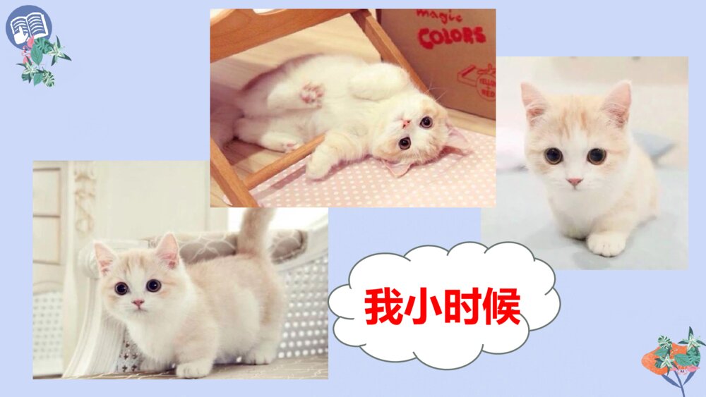 四年级语文下册 第四单元 13 猫PPT课件3