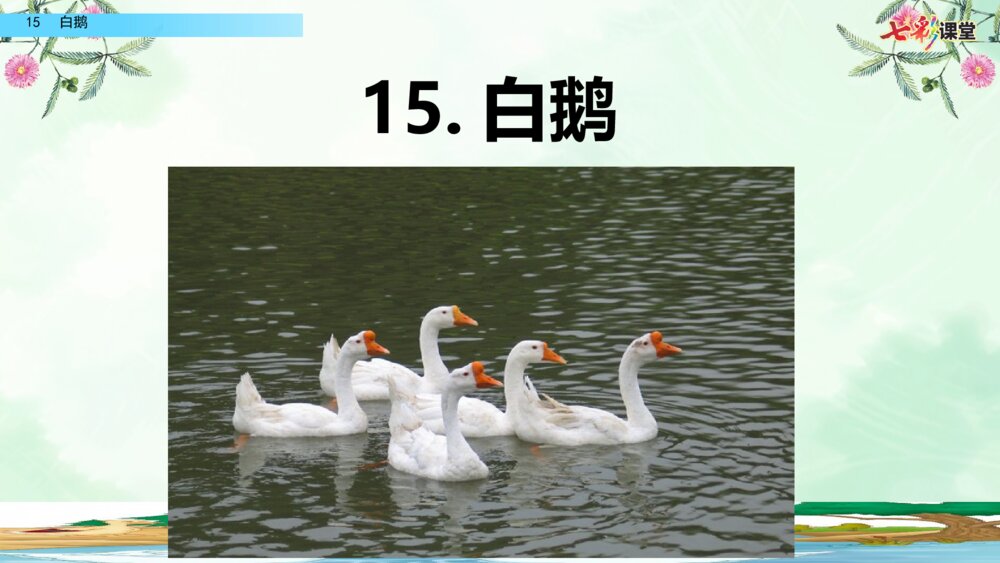 小学四年级语文下册 第四单元 15.白鹅PPT课件