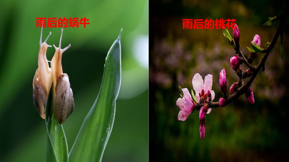 四年级语文下册 第三单元12《在天晴了的时候》PPT课件5