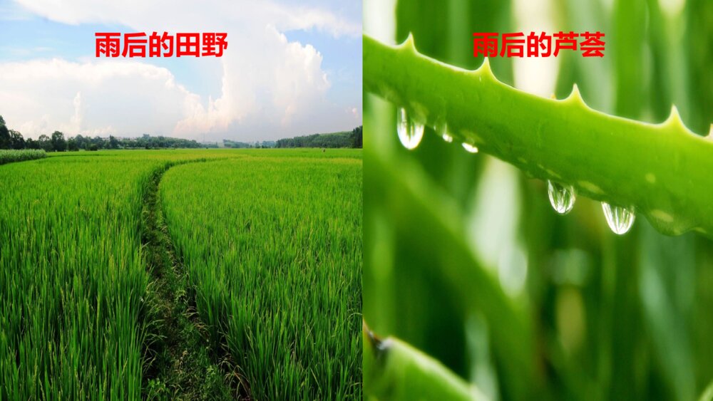 四年级语文下册 第三单元12《在天晴了的时候》PPT课件6