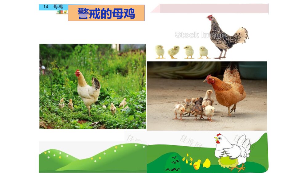 四年级语文下册 第四单元 14.母鸡PPT课件9