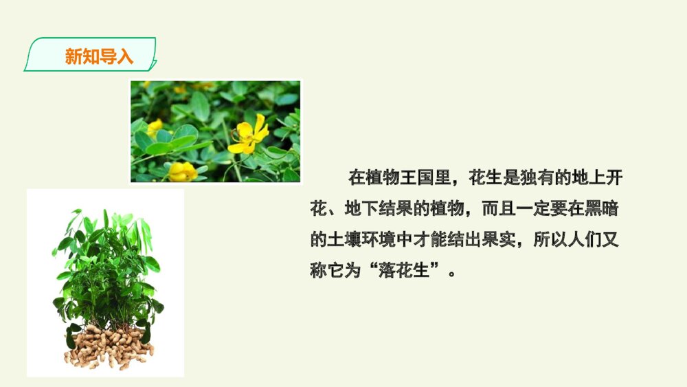 五年级语文上册 第一单元 落花生 PPT课件4