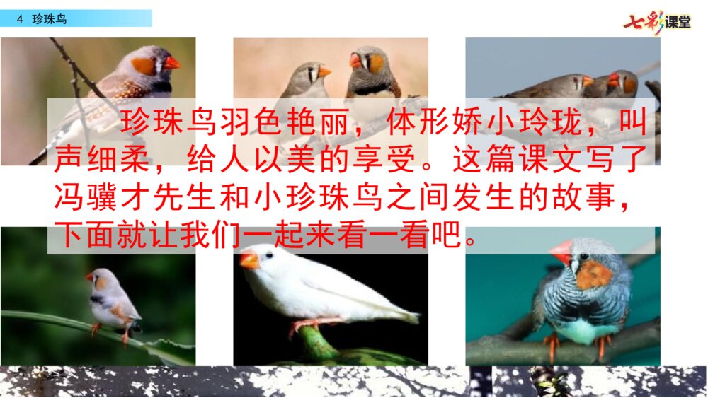 五年级语文上册 第一单元 珍珠鸟PPT课件2