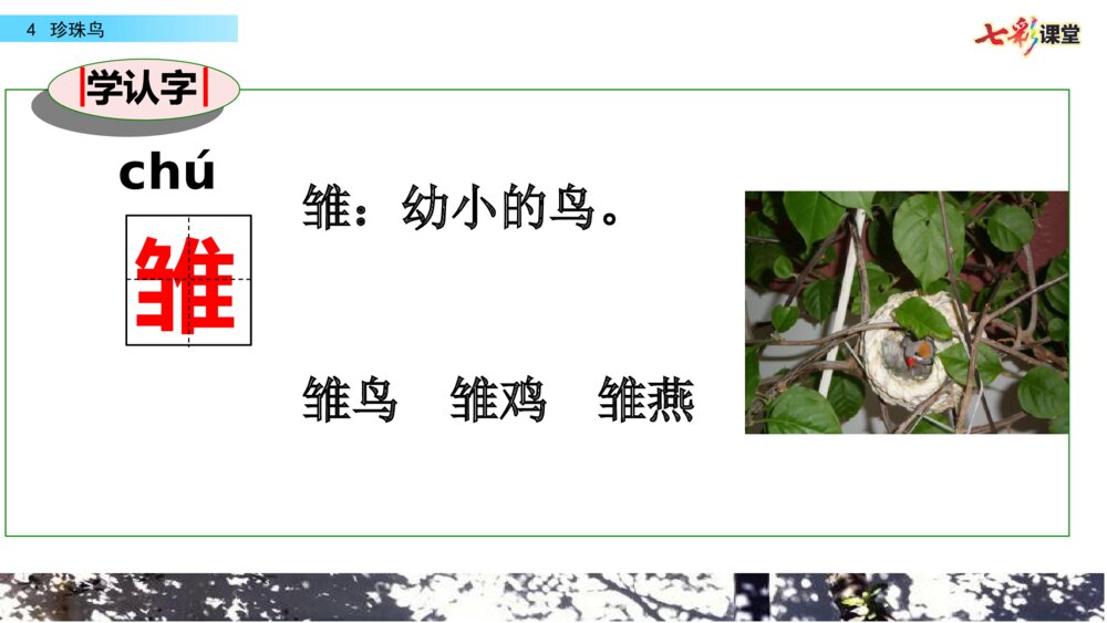 五年级语文上册 第一单元 珍珠鸟PPT课件5