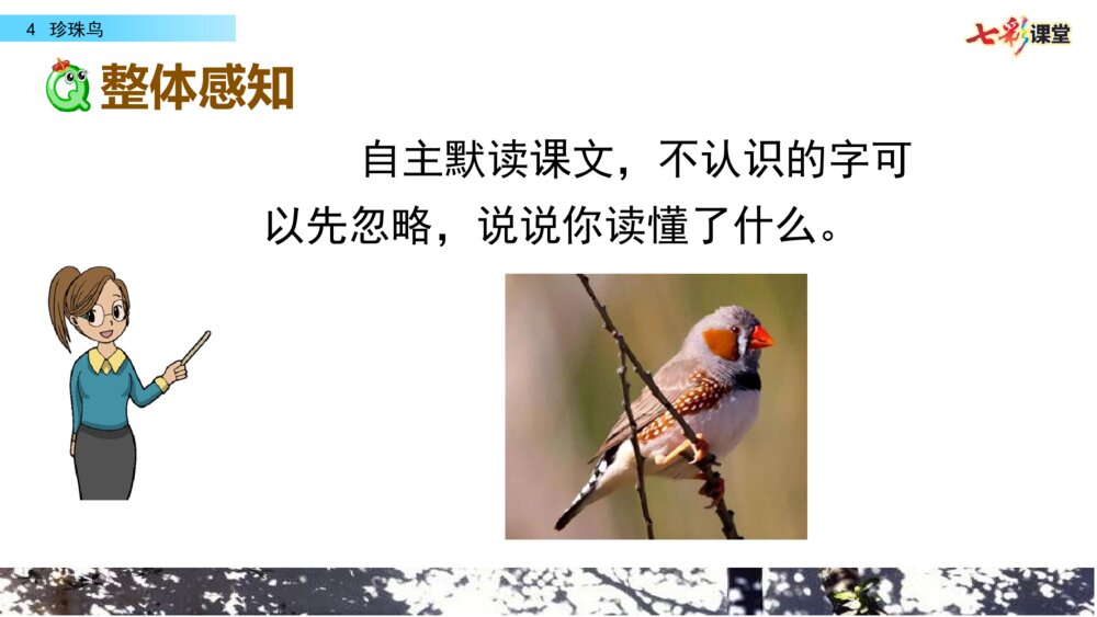 五年级语文上册 第一单元 珍珠鸟PPT课件8
