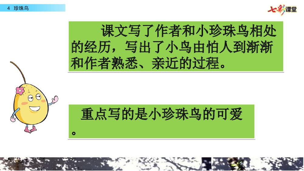 五年级语文上册 第一单元 珍珠鸟PPT课件9