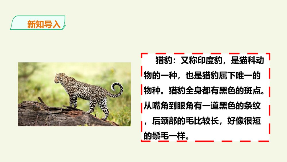 小学五年级语文上册 第二单元 什么比猎豹的速度更快PPT课件4