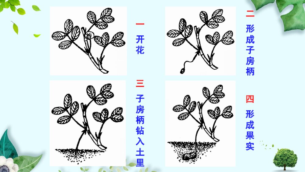 部编版五年级语文上册课件PPT 落花生2