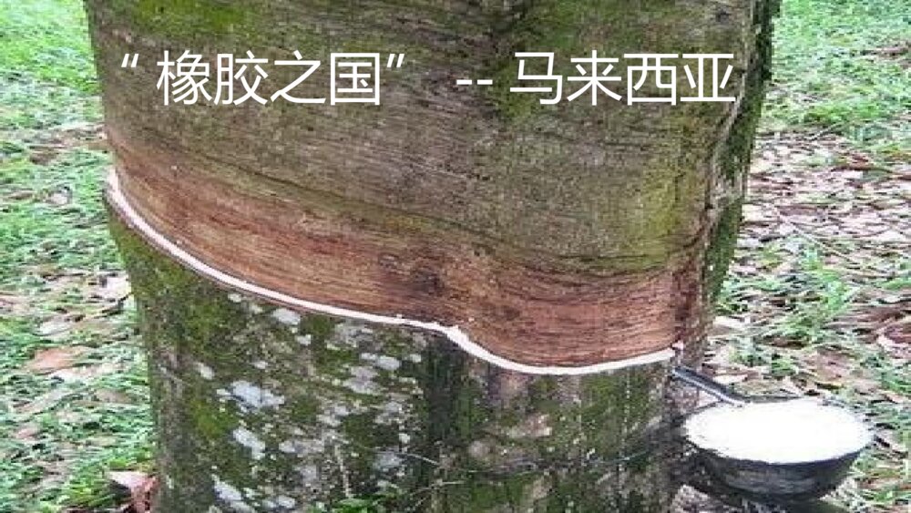 五年级语文下册 第七单元《牧场之国》PPT课件7